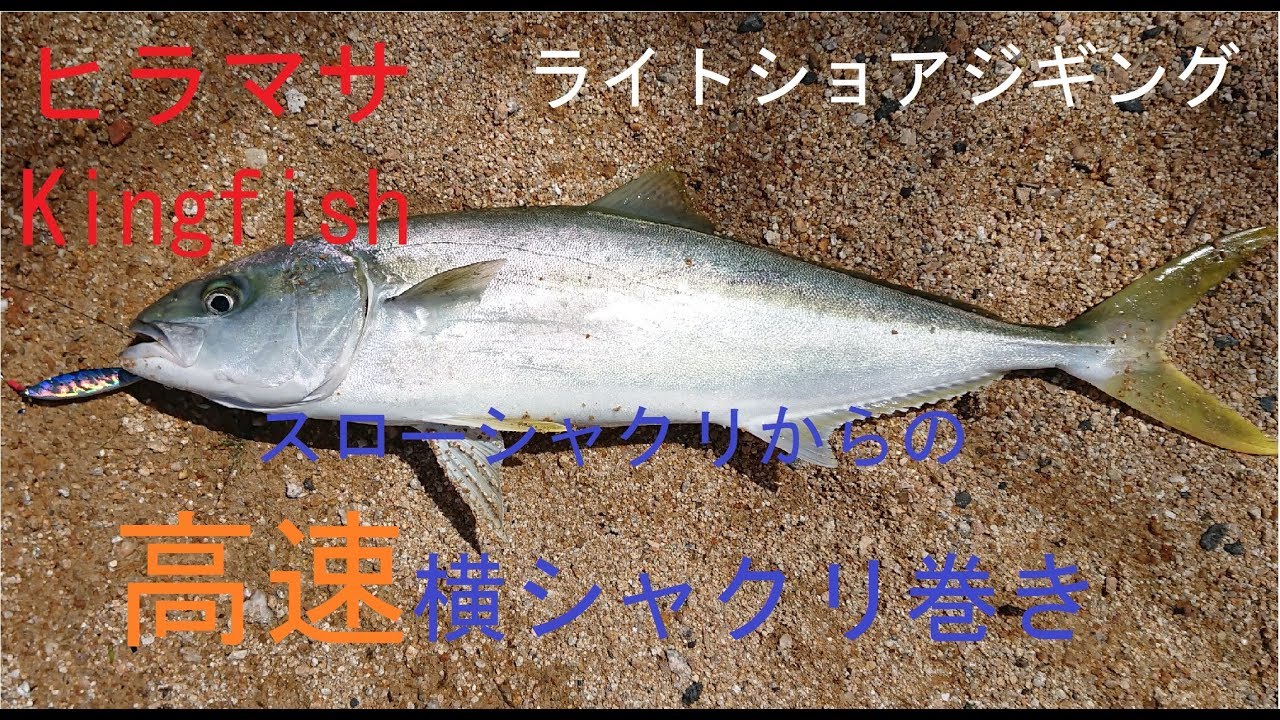 ルアーアクション 高速横シャクリ巻き ヒラマサkingfish ライトショアジギング 釣りtubeチャンネル