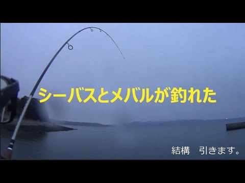 長崎 諫早 釣り ジグサビキでシーバス メタルジグとジグヘッドでメバルを釣る 釣りtubeチャンネル